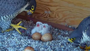 These falcons were born atop the Université de Montréal campus