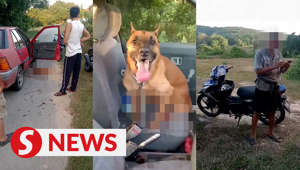 A poultry farm owner was having a cup of tea last Saturday when he saw a dog being dragged by a car that it was chained to.The incident occurred last Saturday (May 27) in Kampung Sri Pari in Lukut, Port DicksonRead more at https://bit.ly/45DTEwrWATCH MORE: https://thestartv.com/c/newsSUBSCRIBE: https://cutt.ly/TheStarLIKE: https://fb.com/TheStarOnline