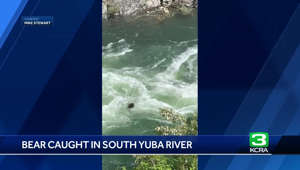 Watch: Bear tries to cross South Yuba River in Nevada County