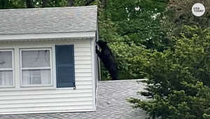 What's a bear doing up there? Curious bear caught looking around an unlikely place