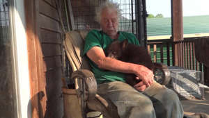 This orphaned baby bear was taken in by an old old man after his mother's passing and seemed to have really fallen in love with his owner. The baby climbed on the old man's lap as he sat outside on a chair, and suckled on his arm and neck while making little noises.