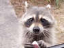 Raccoon Gets Marshmallow Treat