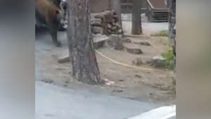 Sheriff's Video Shows Rescue of Bear Stuck in Car at Lake Tahoe