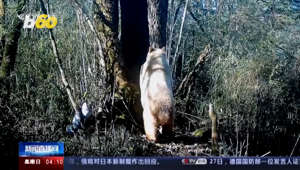 Chinese state media recently reported a rare event in China's Sichuan province: surveillance cameras captured footage of a unique giant panda with an all-white coat, the likes of which have never been seen. Yair Ben-Dor has more.