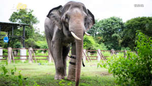 This elephant is going to be walking thanks to a prosthetic leg! Chhouk was caught in a snare at just one year old. He was rescued inCambodia and lives at the Wildlife Alliance there. However, his prosthesis is funded by the Paradise Wildlife Park in the United Kingdom. Buzz60’s Keri Lumm has more.