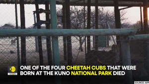 Why are cheetah cubs born at Kuno National Park, Madhya Pradesh dying?