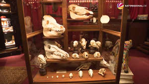Dr. Wolfs Wunderkammer: Museum in Hann. Münden zeigt Kuriositäten