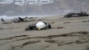 Centenas de aves apareceram misteriosamente mortas numa praia no Chile