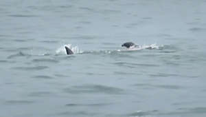 Attaque de requin sur un dauphin au large de la Californie