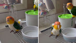Parrots enjoy relaxing bath in kitchen sink