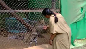 Meet the woman who has been taking care of orphaned leopard, lion cubs for 22 years