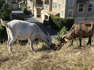 California overtime law could mean end of some grazing goats in Sacramento region