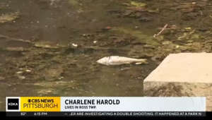 Dozens of dead fish found in Ross Township's Evergreen Park pond