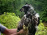 Bald eaglet rescued by wildlife officials after falling from collapsing nest in Virginia