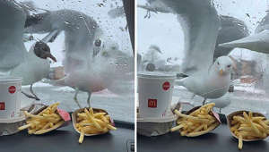 Flock of seagulls try their best to snatch fast food