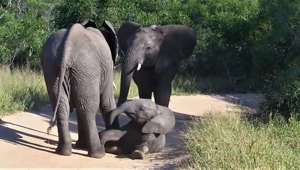 Baby elephant knocked over by his fighting brothers