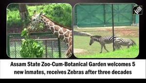 Assam State Zoo-Cum-Botanical Garden in Guwahati on May 30 welcomed 5 new inmates. Out of five new inmates, one is Giraffe and two are Zebras, the Assam State Zoo and Botanical Garden received Zebras after nearly 30 years. The female giraffe aged 5 years has been brought from Patna, Bihar and it will be an addition to the male giraffe in the zoo. The two zebras, one male and one female, have been brought from Mysore, Karnataka. Assam Forest Minister Chandra Mohan Patowary has named the zebras as Joy and Joya. PCCF & HoFF M.K. Yadav, DFO Assam State Zoo Sri Ashwini Kumar and other officials were present on the occasion.Indrani Borgohain, Ranger of Assam State Zoo, said, “We bought 2 zebras & 2 mandarin ducks from Mysore Zoo, & one giraffe from Patna Zoo. We are planning to bring other animals as well. In zoo enclosures, we have provided shower & bathtub facilities for black bears so they can cool off in the summer heat. For tigers, we have provided fans so that they can stay cool in the summer heat.”