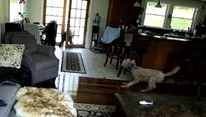 Watch this very Good Boy scare off a curious bear sniffing around his family's home
