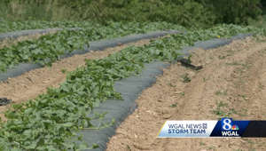 Farmers work to keep crops alive in dry conditions