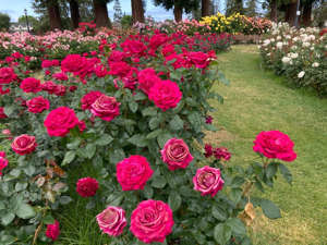 Rows of rose bushes are in full bloom at the San Jose Municipal Rose Garden.