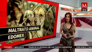 Este hecho lamentable no es un tema de maltrato es un tema de crueldad animal: Cynthia Pérez