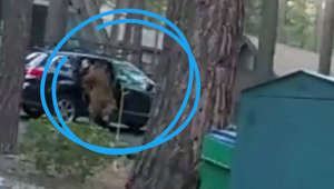 Pris au piège dans l'habitacle d'une voiture alors qu'il cherchait de la nourriture, un ours noir du Nevada (États-Unis) a été libéré grâce à un plan original élaboré par les officiers de police du Comté de Washoe. La police s'est munie d'une corde afin d'ouvrir la portière tout en gardant l'animal à distance. Le plantigrade s'est instantanément enfui dans les bois.