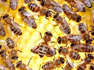 Scientists Develop New GMO Queen Bee That Can Withstand the Effects of Global Warming