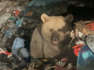 Sarıkamış'ta ayılar çöplükte yiyecek arıyor