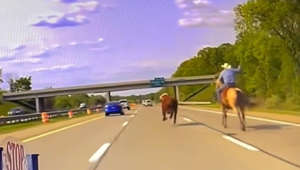 Runaway Cow Captured On Michigan Freeway By Real-Life Cowboy