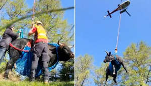 Cow named Goddess airlifted to safety after breaking leg in fight
