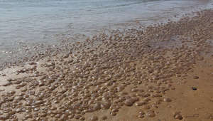 De très nombreuses méduses se sont échouées sur le littoral atlantique en cette fin du mois de mai. Une présence qui pourrait être provoquée par la hausse de la température de l’eau.