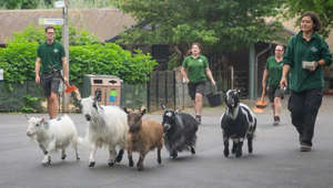 Pygmy goats tour London Zoo as part of unique fundraising challenge