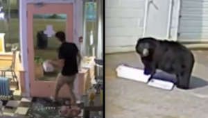 Caught on video: Man and bear resort to cupcake crimes