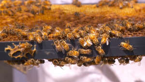 Local beekeepers scramble to make do after long, harsh winter