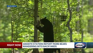 Granite Staters report more bears wandering into backyards