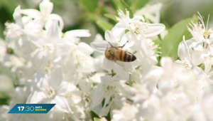 Bienen-Völker in Bayern: Wie gestalte ich Garten bienenfreundlich?