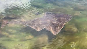 'One of the rarest sharks in Europe': Endangered angel shark spotted by kayakers