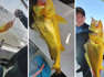 Goldenes Händchen: Fischer fängt seltenen Umberfisch
