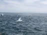 Hundreds Of Dolphins Form Rare Superpod | Wild-ish TV
