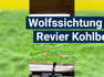 Wolfssichtung im Revier Kohlberg