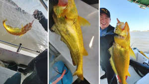 Thrilled fisherman catches rare golden croaker fish worth thousands
