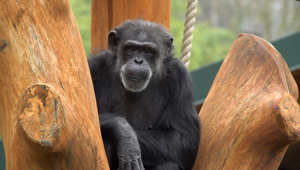 Delilah The Chimp Enjoys 50th Birthday Celebrations At Oregon Zoo