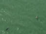 Drone Captures Second Shark Sighting at Orange Beach, Alabama