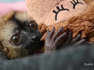 Zuckersüßes Lemuren-Baby: "Loki" wird von Hand aufgezogen