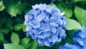 Hues so blue, your yard will be the talk of the neighborhood.