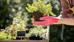 Everything You Need to Know to Grow Your Own Herbs