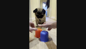 Can Pangpang the Pug Pick the Right Cup
