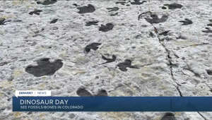 Today is Dinosaur day -- Where to see fossils and tracks