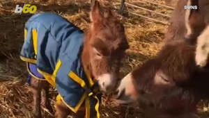 This donkey mom and baby were reunited after the baby was stolen from her farm home in the middle of the day.Moon was born to mom Astra on Miller's Ark farm in Hook, Hampshire in March of 2023. The foal was then taken and left its mom Astra distressed and owner, Elizabeth Miller, contacted authorities. Buzz60’s Keri Lumm has more.