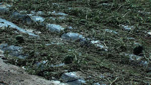 Cultivos en Totana (Murcia) sufren graves daños tras la granizada